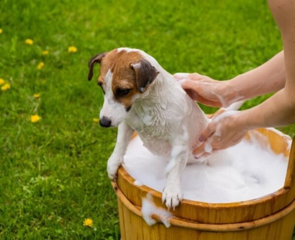Cachorro tomando banho em uma bacia em um jardim