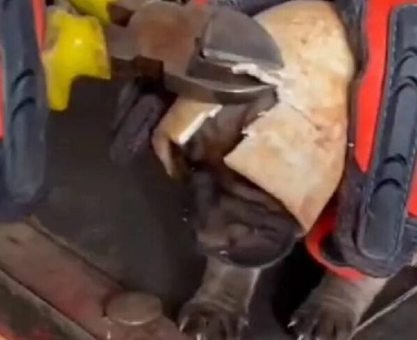 Bombeiros resgatam filhote de cachorro preso em cano de construção em Jataí