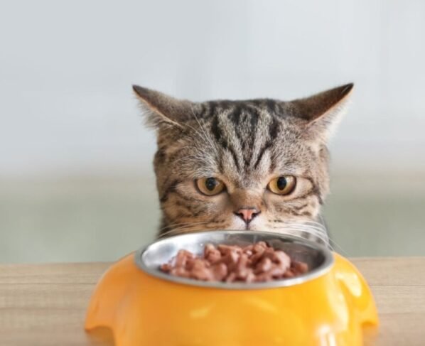 Gato atrás de vasilha com sachê