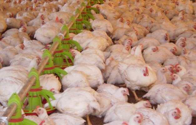 Gripe aviária: México suspende importação de produtos avícolas do Brasil