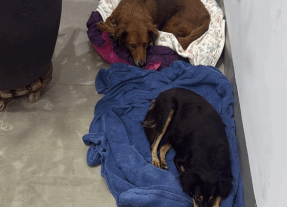 Cães resgatados por moradores (Foto: Reprodução)
