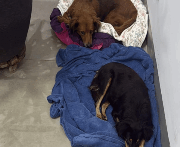 Cães resgatados por moradores (Foto: Reprodução)