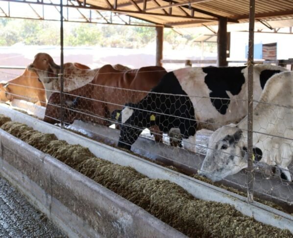 Governo amplia prazo de inscrições ao Programa de Melhoramento Genético Bovino para Agricultura Familiar