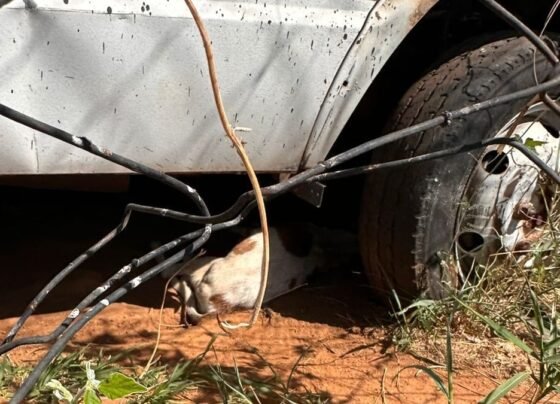 Perícia aponta provável uso de inseticida para envenenar cães no complexo de delegacias de Goiânia