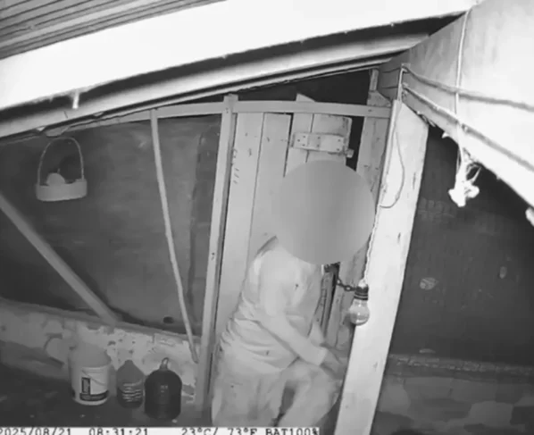 Ajudante de pedreiro furtando galinhas - (Foto: reprodução/PCGO)