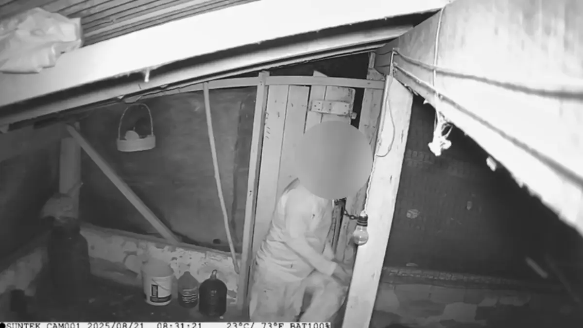 Ajudante de pedreiro furtando galinhas - (Foto: reprodução/PCGO)